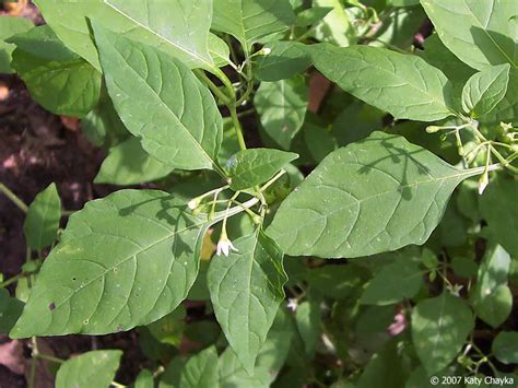 Solanum ptychanthum (Black Nightshade): Minnesota Wildflowers