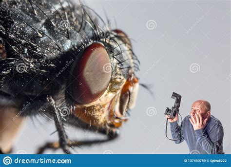 Art Collage Man with Camera Scared of Giant Fly Stock Image - Image of ...