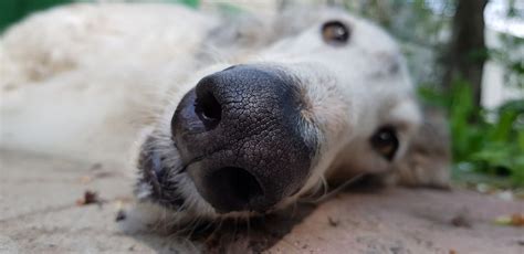 Borzoi nose | Borzoi, Dogs, Animals