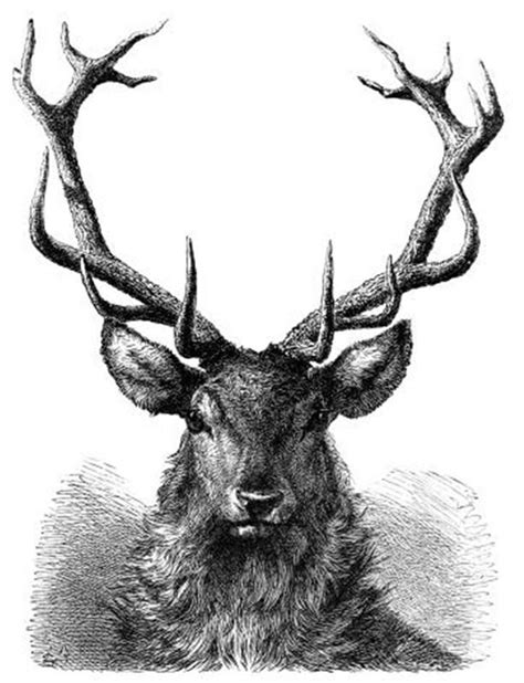 stag antlers | Stag tattoo, Stag head, Deer drawing