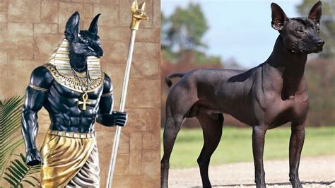 10 Most Ancient Dog Breeds On Earth - YouTube