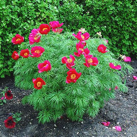 10 Pcs Paeonia Tenuifolia Seeds Fernleaf Peony Seeds Peony Flower Seeds Double Flowering ...