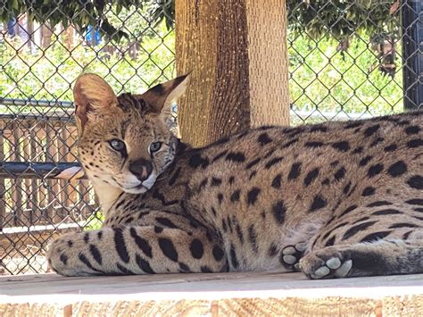 Small Cats | Monterey Zoo