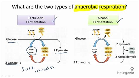 3.1.6 What are the two types of anaerobic respiration - YouTube