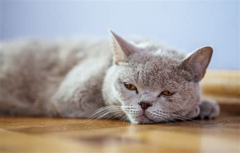 Cat Cancer Signs & Symptoms: Lymphoma, Prognosis, Treatment