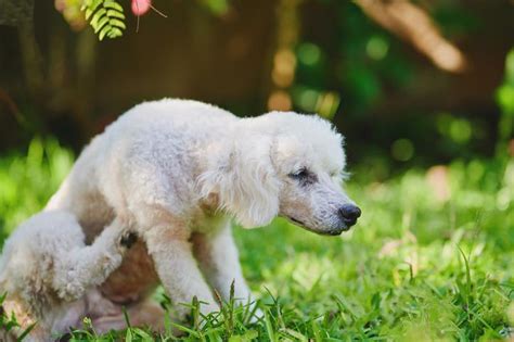 Piojos en perros - Síntomas y tratamiento