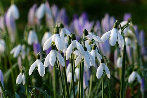 Snowdrops | Planting & Caring for Galanthus Flowers | Garden Design