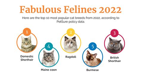 The 10 most popular cat breeds in Australia | PetSure