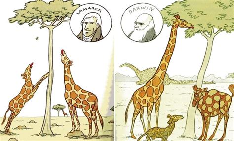 Bilderesultat for lamarck | Teoria da evolução, Darwinismo, Teoria