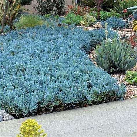 35 Popular Xeriscape Landscape Ideas For Your Front Yard - MAGZHOUSE