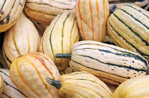 Heirloom Winter Squash Varieties - Grit