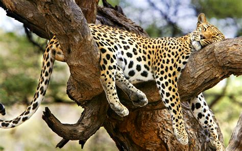 Jaguar sleeping tree wallpaper | 1920x1200 | #13495