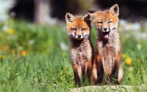 Little Foxes - Desktop Wallpaper