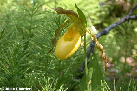 Cypripedium calceolus