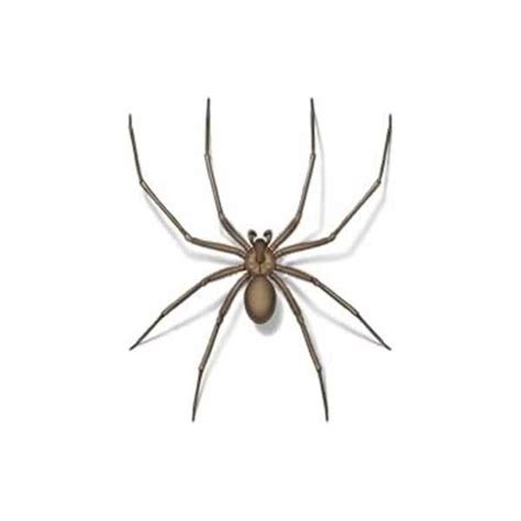 Brown Recluse Spider Identification