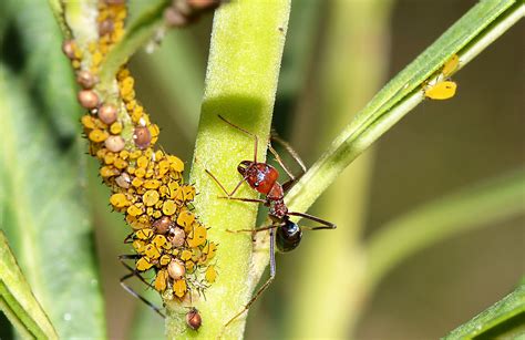 Common Garden Pests - Capital Landscaping