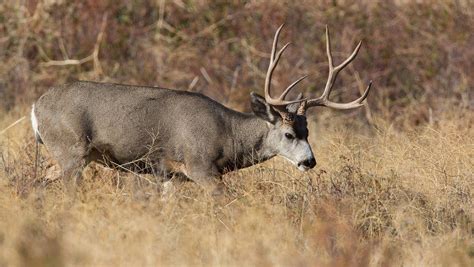 Chronic wasting disease in Mississippi