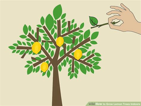 How to Grow Lemon Trees Indoors (with Pictures) - wikiHow