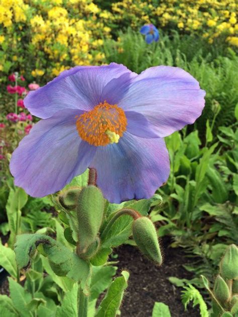 Himalayan Blue Poppies – Susan Rushton