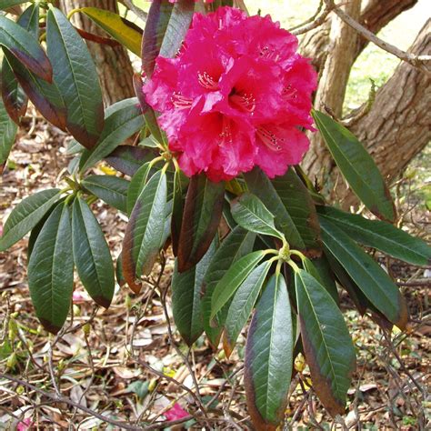 Rhododendron arboreum 'Stonefield Best' - Species Rhododendrons - Millais Nurseries