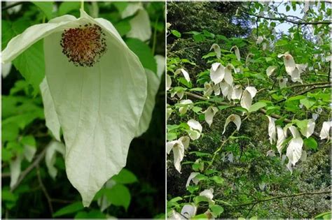 Stunning! Wales' extraordinary 'pocket handkerchief tree' gives its best display of flowers for ...