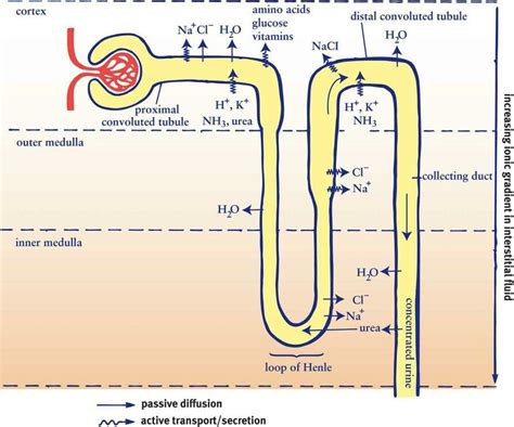 Pin by Jessica Joyce on Systems: Renal/Urinary | How to memorize things ...