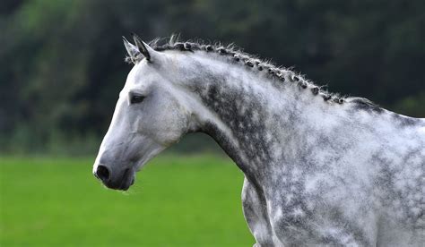 Light Dapple Grey Horse