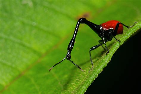 Giraffe Weevil - Sean Crane Photography