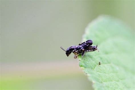 Pygmy Mole 'Crickets' | Tridactylidae, a small orthopteran t… | Flickr