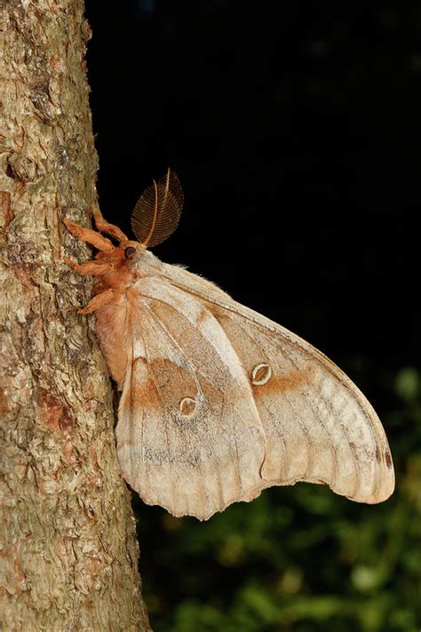 Polyphemus Moth Antheraea Polyphemus Photograph by David Kenny - Pixels