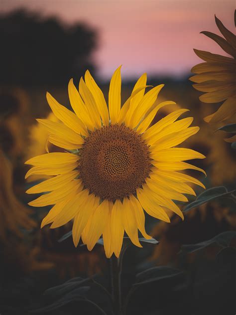 Sunflower land :: Behance