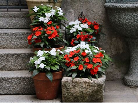 Plants For Part Shade Containers