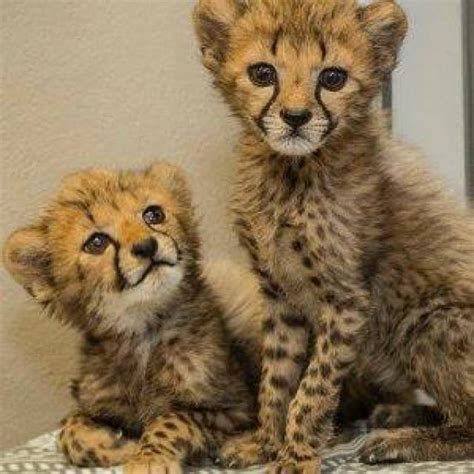 Cheetah cubs - Alexandria, Alexandria, 100004 BEIJING - Animal, Pet