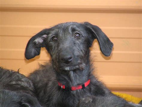 Scottish Deerhound Puppy | Ginger | pcb | Flickr