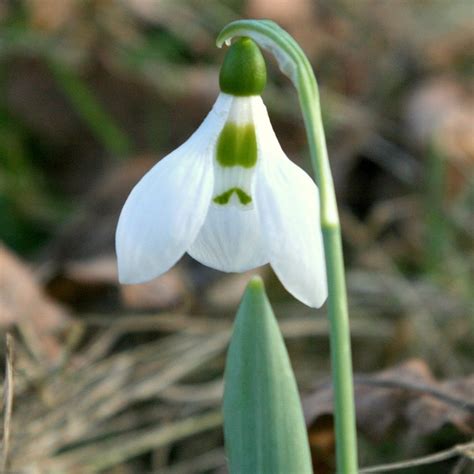 Buy snowdrop bulbs Galanthus elwesii: £4.99 Delivery by Crocus