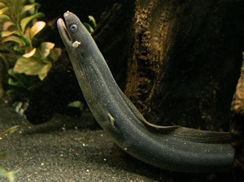 Freshwater Aquarium Eel: A-Z Best Types Of Eels | Fishkeeping World