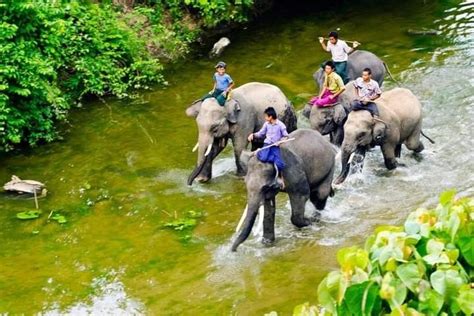 Ministry of Hotels & Tourism Myanmar | Ecotourism, Elephant camp, Deer ...