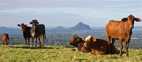 Maleny, Queensland – Sunshine Coast Hinterland, QLD, Australia 4552