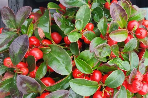 Gaultheria procumbens (Wintergreen)