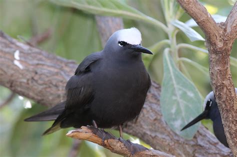 Heron Island. | BIRDS in BACKYARDS