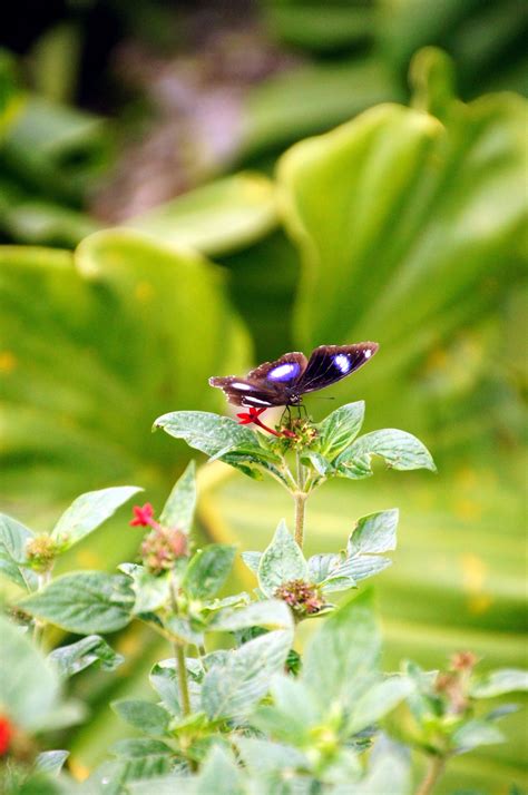 Butterflies at Fairchild Tropical Botanical Gardens : Miami | Visions ...