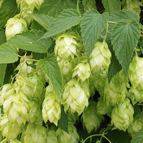 Chinook Hops | Naturehills.com