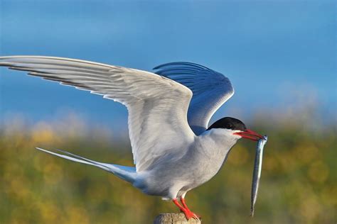 The 3.5 Ounce Bird That Migrates About 44,000 Miles Per Year