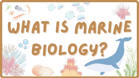 What is Marine Biology | Explore Marine Biology - YouTube