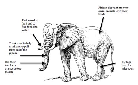 The African Elephant - South Africa