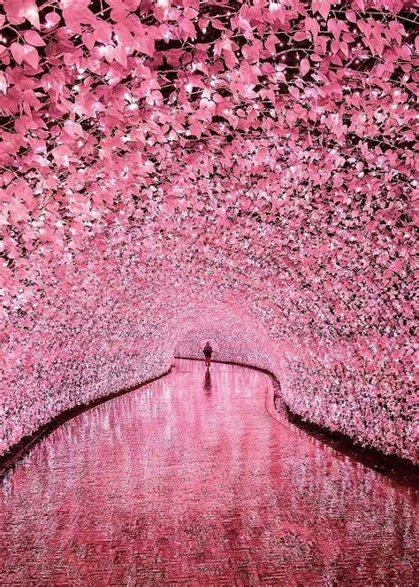 Illuminated Flower Tunnel in Japan