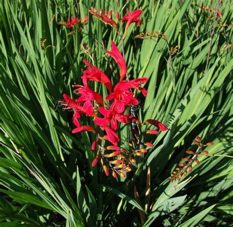 Crocosmia/Montbretia - Pine Lane Nursery