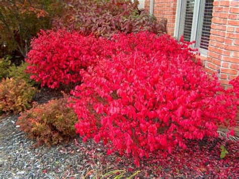 25+ best ideas about Dwarf burning bush on Pinterest | Burning bush, Bush plant and Evergreen shrubs