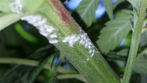 How to Get Rid of White Powdery Mildew | Grow Weed Easy