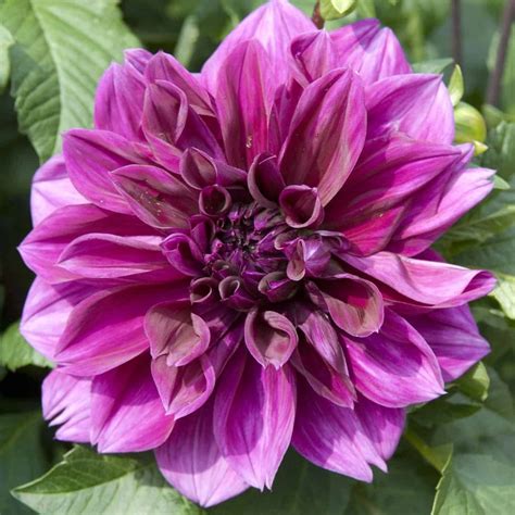 25 dahlia varieties to adore 💐 🌟 A comprehensive guide to these stunning blooms!